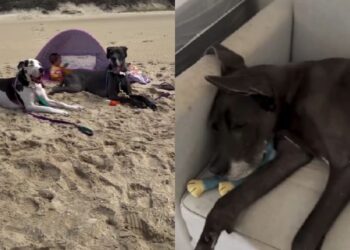 Dogue Alemão de 60 kg emociona ao proteger bebê recém-nascido em casa