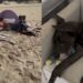 Dogue Alemão de 60 kg emociona ao proteger bebê recém-nascido em casa