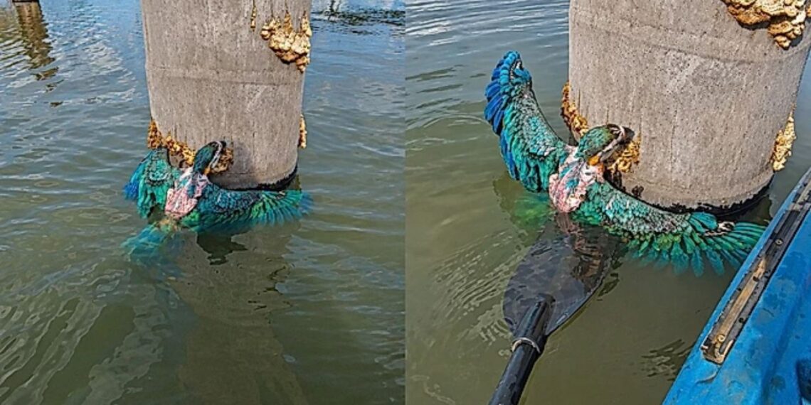 Pescador encontra filhote de arara-canindé preso em tronco e realiza resgate emocionante na Amazônia