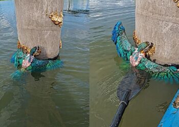 Pescador encontra filhote de arara-canindé preso em tronco e realiza resgate emocionante na Amazônia