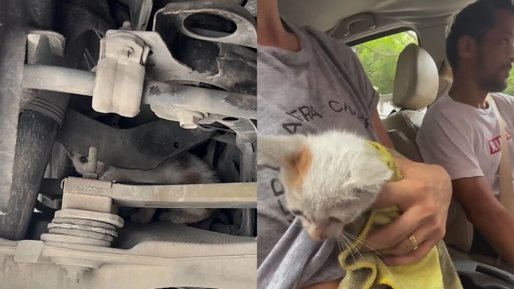 pet-2-1024x576 Gata presa em carro é resgatada após motorista ouvir miado e agir rapidamente