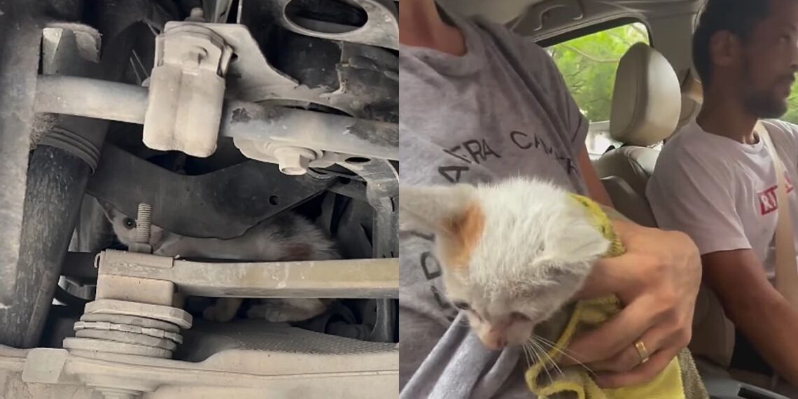 Motorista ouve barulho estranho no carro e descobre um gato escondido sob o capô