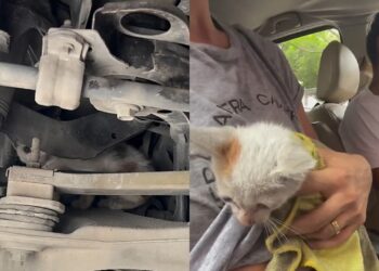 Motorista ouve barulho estranho no carro e descobre um gato escondido sob o capô