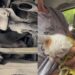 Motorista ouve barulho estranho no carro e descobre um gato escondido sob o capô