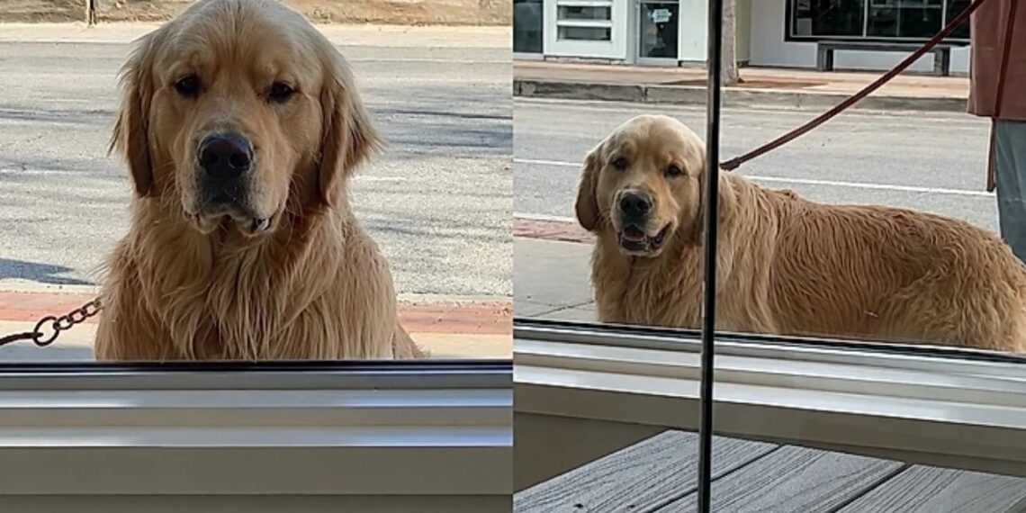 Cão golden retriever chama atenção ao observar gatos calmamente pela janela de abrigo em Illinois