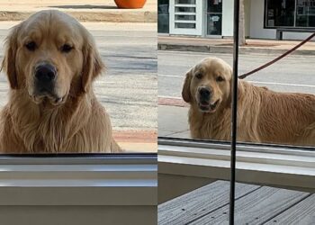 Cão golden retriever chama atenção ao observar gatos calmamente pela janela de abrigo em Illinois
