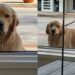 Cão golden retriever chama atenção ao observar gatos calmamente pela janela de abrigo em Illinois