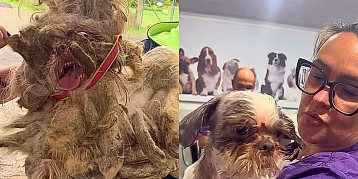 Shih-Tzu é resgatado com pelos tão embolados que mal conseguia se mover em Esteio
