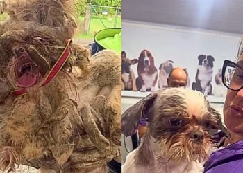 Shih-Tzu é resgatado com pelos tão embolados que mal conseguia se mover em Esteio