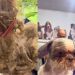 Shih-Tzu é resgatado com pelos tão embolados que mal conseguia se mover em Esteio
