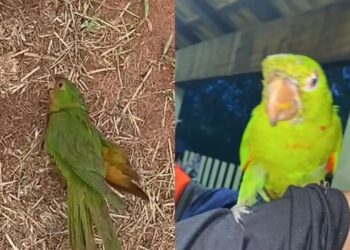 “Ela voltou para agradecer”: ave resgatada retorna meses depois e emociona internautas