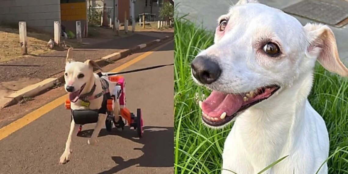 Depois de anos no abrigo, cachorrinha emociona ao voltar a correr com sua nova cadeira de rodas