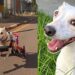 Depois de anos no abrigo, cachorrinha emociona ao voltar a correr com sua nova cadeira de rodas