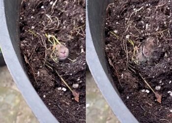 Ao notar movimento no vaso, mulher descobre uma família escondida no jardim