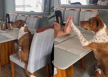 Pitbull caramelo viraliza ao tomar café da manhã na casa da vizinha e encantar a web