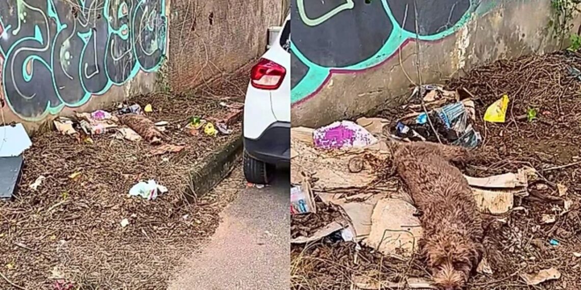 Filhote é encontrado em situação extrema e luta pela vida com apoio de voluntários