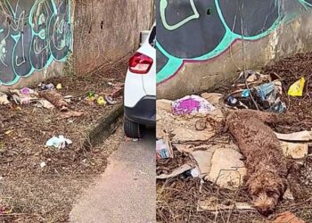 Filhote é encontrado em situação extrema e luta pela vida com apoio de voluntários