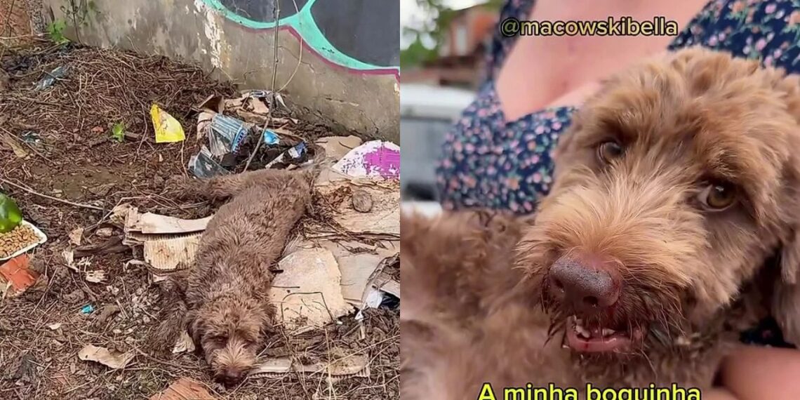 Filhote é encontrado em situação extrema e luta pela vida com apoio de voluntários