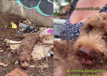 Filhote é encontrado em situação extrema e luta pela vida com apoio de voluntários