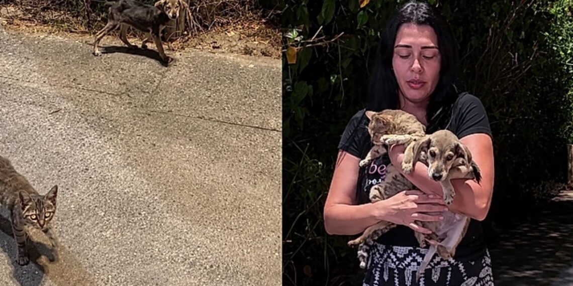 Filhotes de gato e cachorro abandonados emocionam ao serem encontrados abraçados na calçada