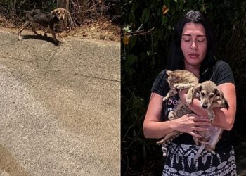 Filhotes de gato e cachorro abandonados emocionam ao serem encontrados abraçados na calçada