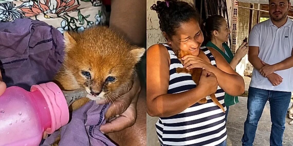 Mulher cuida de filhote achando ser gato e se surpreende ao descobrir espécie silvestre