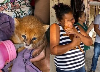 Mulher cuida de filhote achando ser gato e se surpreende ao descobrir espécie silvestre