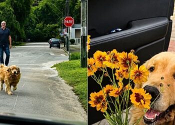 Cão carinhoso leva flores para a tutora e gesto inesperado viraliza e emociona a web