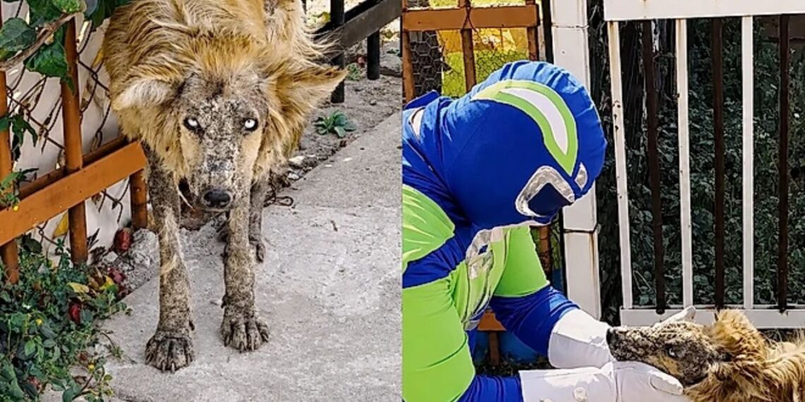 Cachorrinha debilitada é salva por voluntário e mudança física repercute na internet
