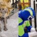 Cachorrinha debilitada é salva por voluntário e mudança física repercute na internet