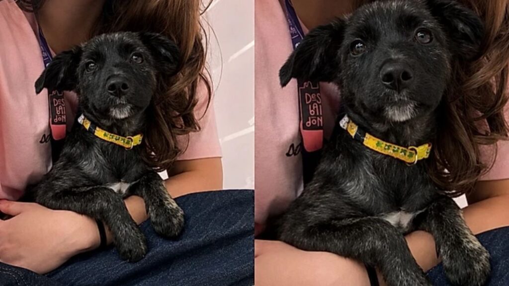 pet-46-1024x576 Filhote se arruma para encontrar uma família, mas acaba vivendo uma grande decepção