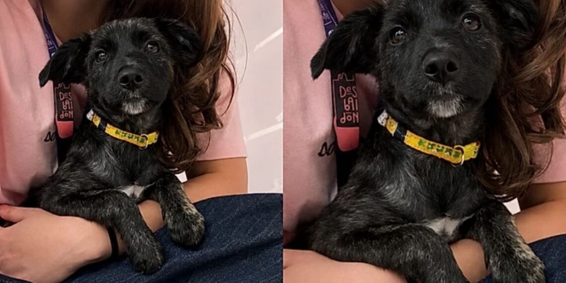 Cadela de três meses aguarda adoção em evento, mas final inesperado comove voluntários