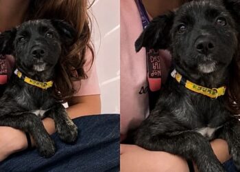 Cadela de três meses aguarda adoção em evento, mas final inesperado comove voluntários