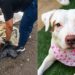 Cadela encontrada no lixo emociona ao ganhar nova chance e recuperar a alegria