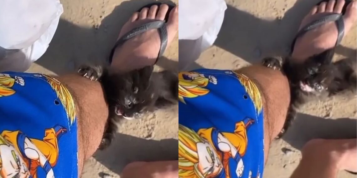 Filhote de gato aparece durante gravação de vídeo e escolhe tutor famoso como seu dono
