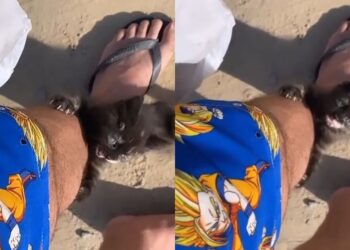 Filhote de gato aparece durante gravação de vídeo e escolhe tutor famoso como seu dono