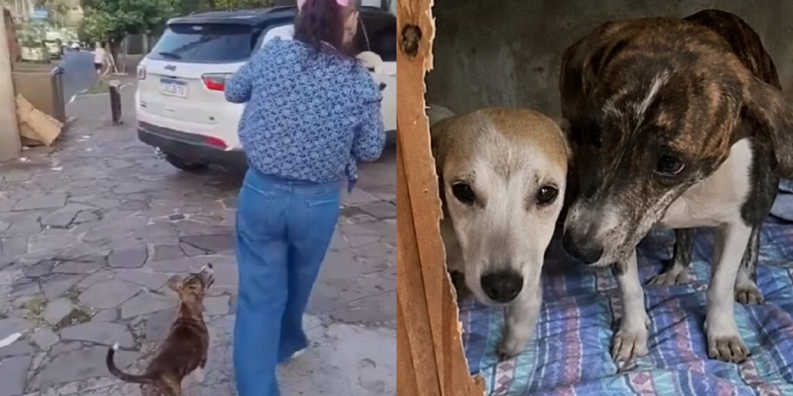 Mãe e filhote são encontrados em situação de abandono e resgate mobiliza voluntários