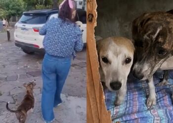 Mãe e filhote são encontrados em situação de abandono e resgate mobiliza voluntários