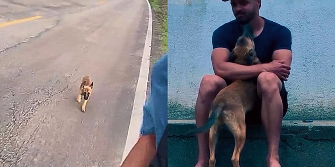 Filhote de rua percorre 28 km em busca de ajuda e emociona ao ser adotado por atleta