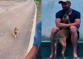 Filhote de rua percorre 28 km em busca de ajuda e emociona ao ser adotado por atleta