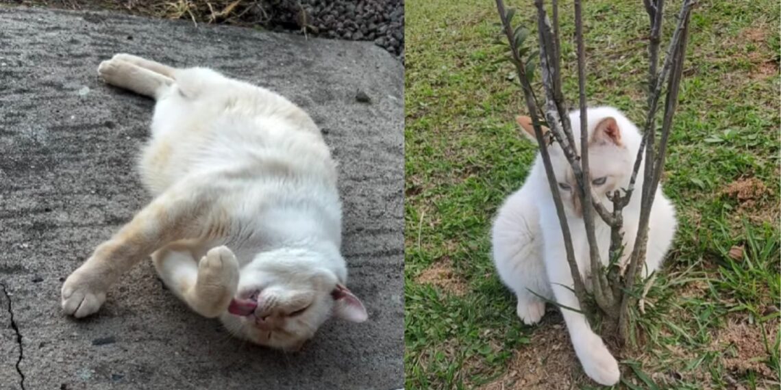 Gato com aparência diferente conquista moradores e se torna símbolo de superação e carinho familiar
