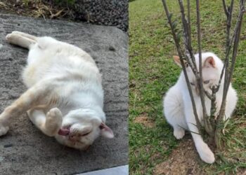 Gato com aparência diferente conquista moradores e se torna símbolo de superação e carinho familiar