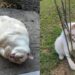 Gato com aparência diferente conquista moradores e se torna símbolo de superação e carinho familiar