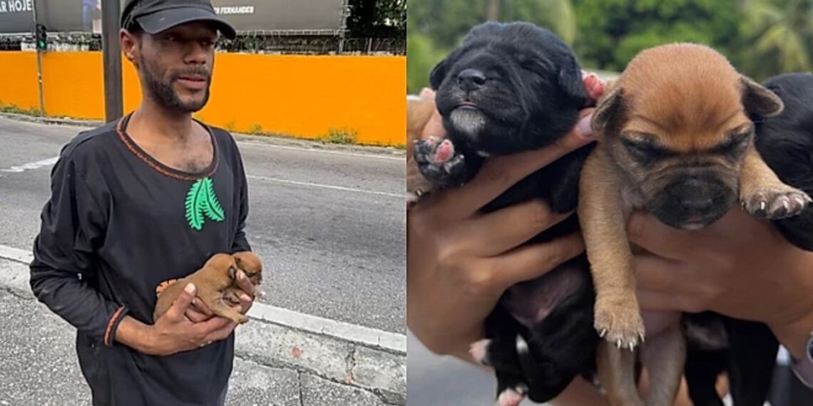 Cadela tem filhotes no semáforo e morador de rua se dedica a protegê-los com todo o cuidado possível