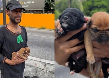 Cadela tem filhotes no semáforo e morador de rua se dedica a protegê-los com todo o cuidado possível