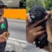 Cadela tem filhotes no semáforo e morador de rua se dedica a protegê-los com todo o cuidado possível