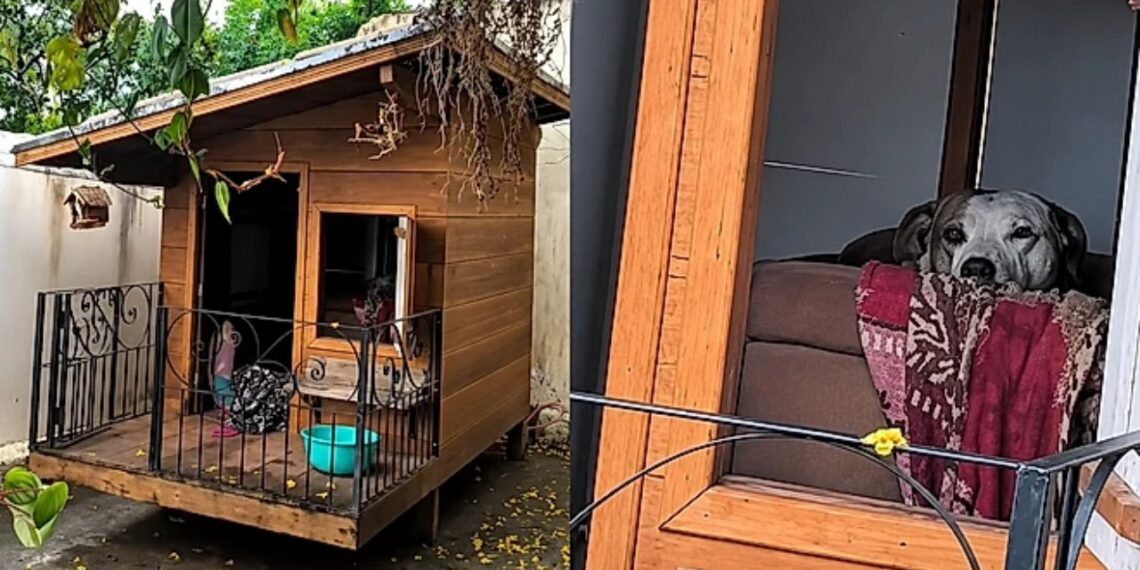 Moradora constrói casa de luxo para cães e atitude dos pets ao ver a surpresa rouba a cena