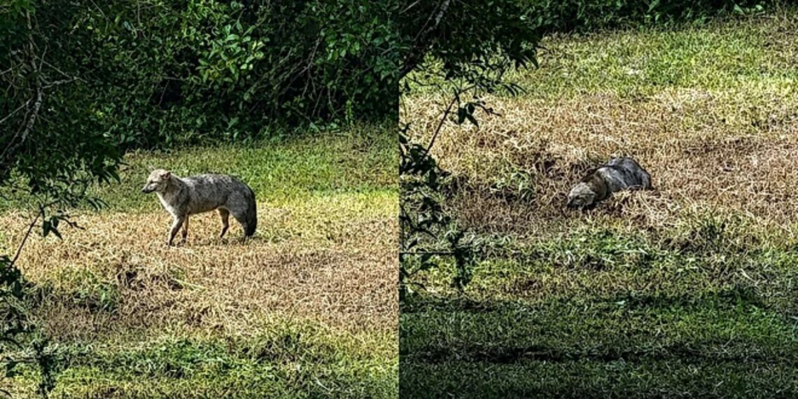 Mulher filma graxaim achando a cena bonita até perceber o perigo escondido na caçada