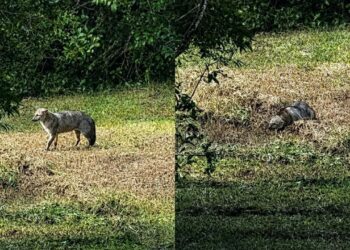 Mulher filma graxaim achando a cena bonita até perceber o perigo escondido na caçada