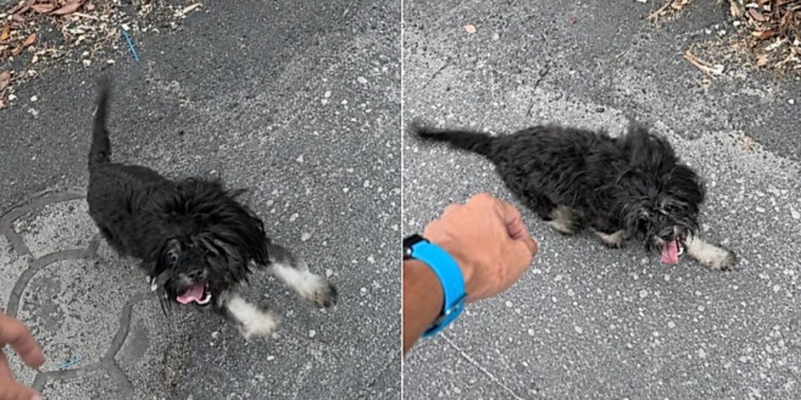 Cachorrinha abandonada segue homem até o trabalho e inicia uma história comovente de adoção